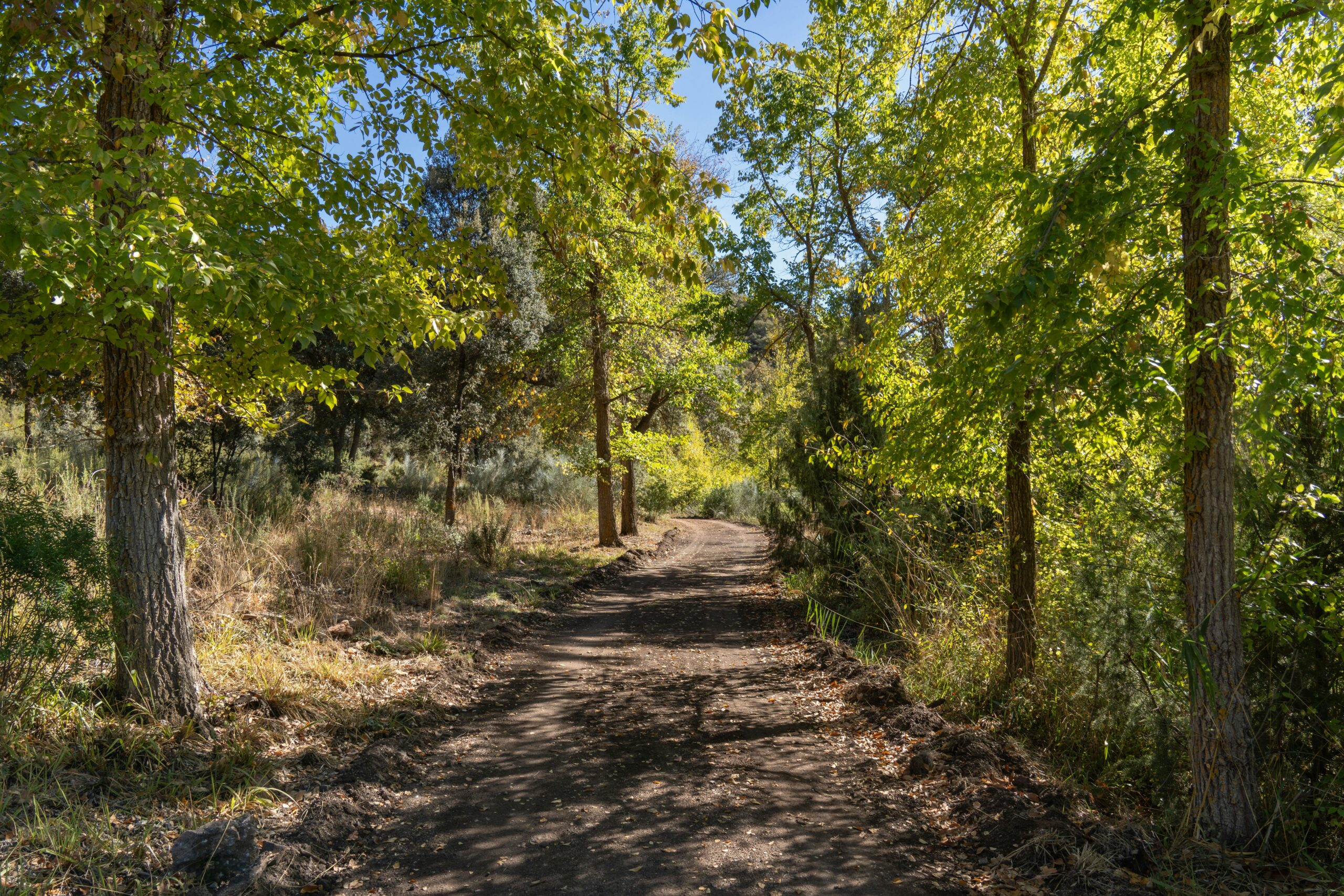 Forestry-mulching services by Cypress Ridge Land Management near me, showcasing a well-maintained trail in Southeast Louisiana