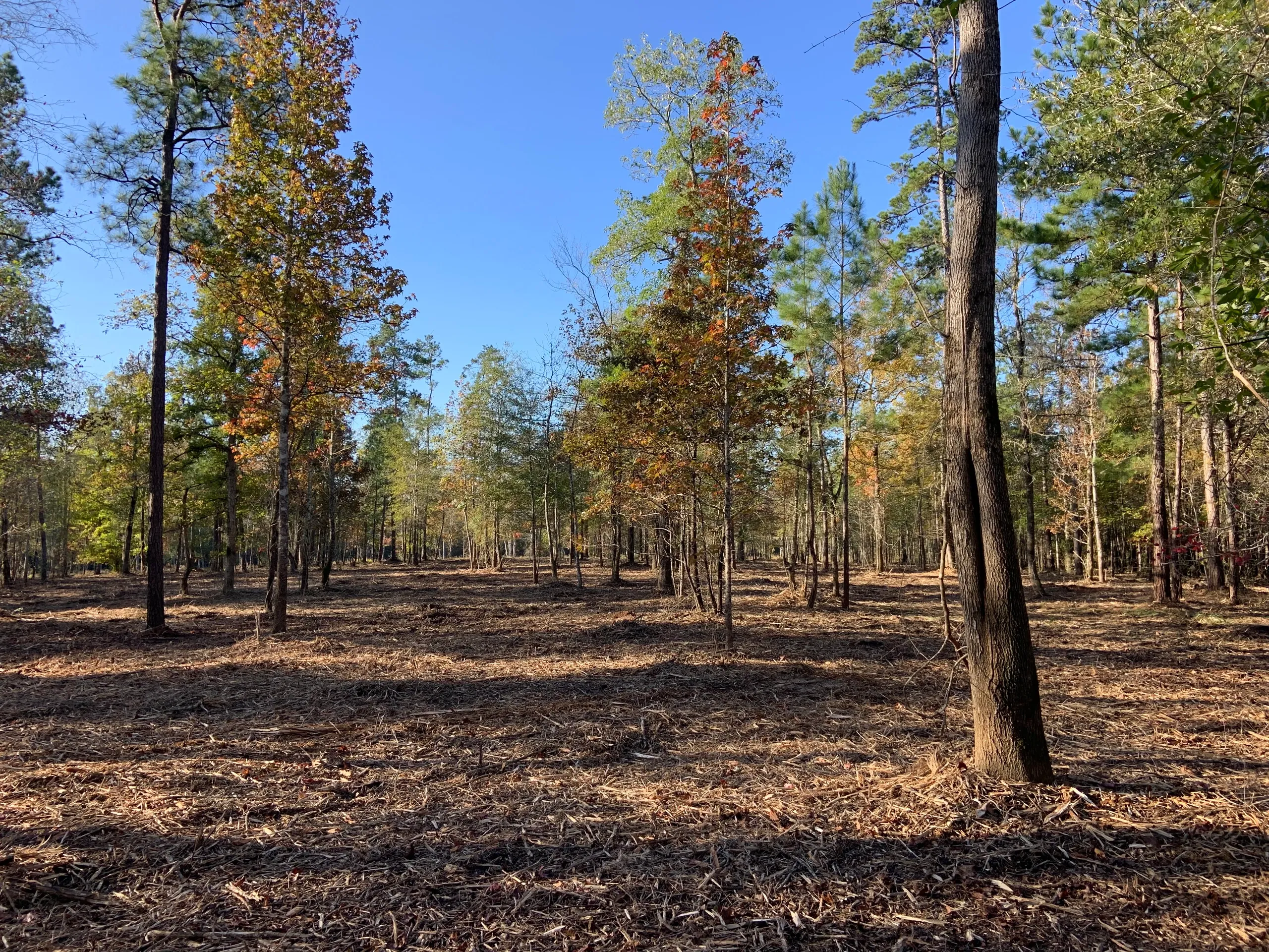 Forestry-mulching service by Cypress Ridge Land Management near me, showcasing a cleared area in Southeast Louisiana